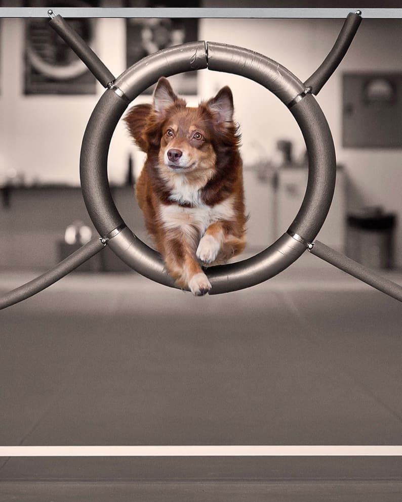 Agility equipment and mats for dog sports. Matting Solutions